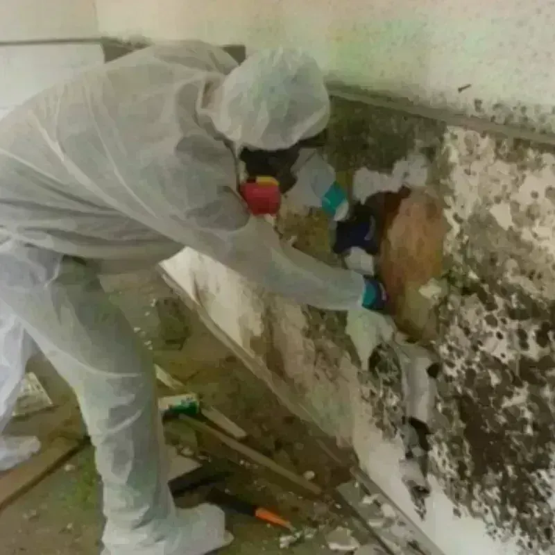 Mold Remediation and Removal in Lihue, HI